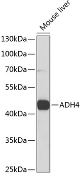 Western blot analysis of extracts of mouse liver using ADH4 Polyclonal Antibody at 1:1000 dilution.