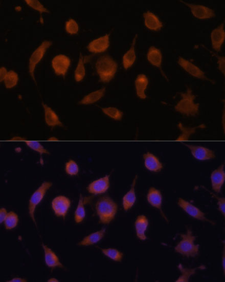 Immunofluorescence analysis of L929 cells using HIF1AN/FIH1 Polyclonal antibody at dilution of 1:100. Blue: DAPI for nuclear staining.