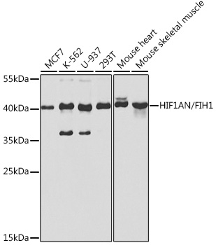 Western blot analysis of extracts of various cell lines using HIF1AN/FIH1 Polyclonal Antibody at 1:1000 dilution.