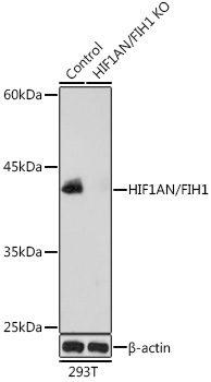 Western blot analysis of extracts from normal (control) and HIF1AN/FIH1 antibody knockout (KO) 293T cells, using HIF1AN/FIH1 antibody at 1:1000 dilution.