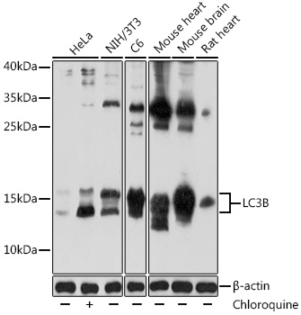 Western blot analysis of extracts of various lysates using LC3B Polyclonal Antibody at 1:2000 dilution.NIH/3T3 and C6 were treated by Chloroquine (50 μM) at 37℃ for 20 hours.