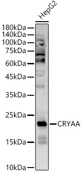 Western blot analysis of HepG2 using CRYAA Polyclonal Antibody at 1:5000 dilution.