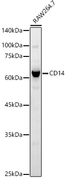 Western blot analysis of extracts of RAW264.7 cells using CD14 Polyclonal Antibody at 1:500 dilution.