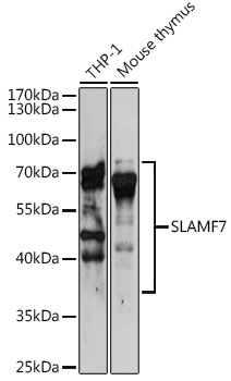 Western blot analysis of extracts of various cell lines using SLAMF7 Polyclonal Antibody at 1:3000 dilution.