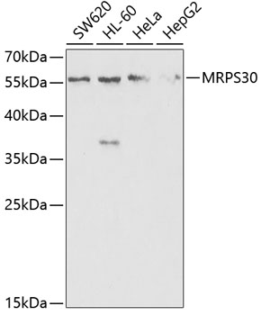 Western blot analysis of extracts of various cell lines using MRPS30 Polyclonal Antibody at 1:1000 dilution.