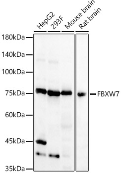 Western blot analysis of extracts of various cell lines using FBXW7  Polyclonal Antibody at 1:500 dilution.