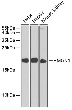 Western blot analysis of extracts of various cell lines using HMGN1 Polyclonal Antibody at 1:1000 dilution.