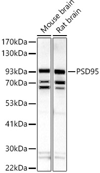 Western blot analysis of extracts of various cell lines using PSD95 Polyclonal Antibody at 1:500 dilution.