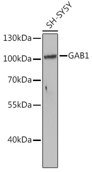 Western blot analysis of extracts of SH-SY5Y cells using GAB1 Polyclonal Antibody at 1:1000 dilution.