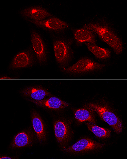 Confocal immunofluorescence analysis of U2OS cells using GRASP65 Polyclonal antibody at dilution of 1:100. Blue: DAPI for nuclear staining.