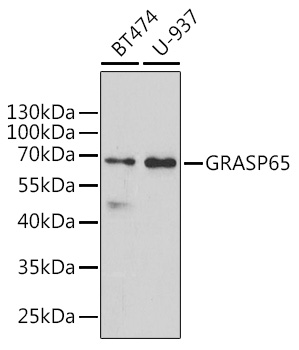 Western blot analysis of extracts of various cell lines using GRASP65 Polyclonal Antibody at 1:1000 dilution.