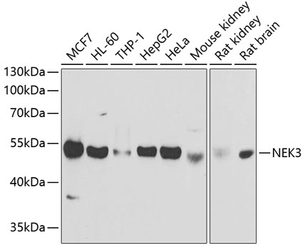 Western blot analysis of extracts of various cell lines using NEK3 Polyclonal Antibody at 1:1000 dilution.