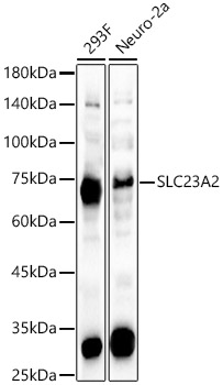 Western blot analysis of various lysates using SLC23A2 Polyclonal Antibody at 1:2000 dilution.