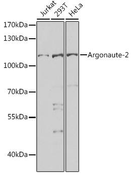 Western blot analysis of extracts of various cell lines using Argonaute-2 Polyclonal Antibody at 1:1000 dilution.