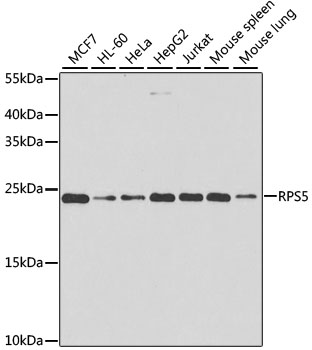 Western blot analysis of extracts of various cell lines using RPS5 Polyclonal Antibody at 1:1000 dilution.