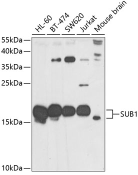 Western blot analysis of extracts of various cell lines using SUB1 Polyclonal Antibody at 1:1000 dilution.