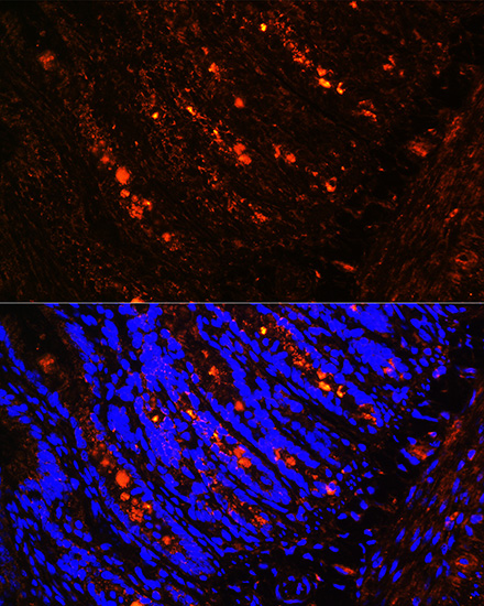 Immunofluorescence analysis of rat intestine using ITLN1 Polyclonal antibody at dilution of 1:100 (40x lens). Blue: DAPI for nuclear staining.