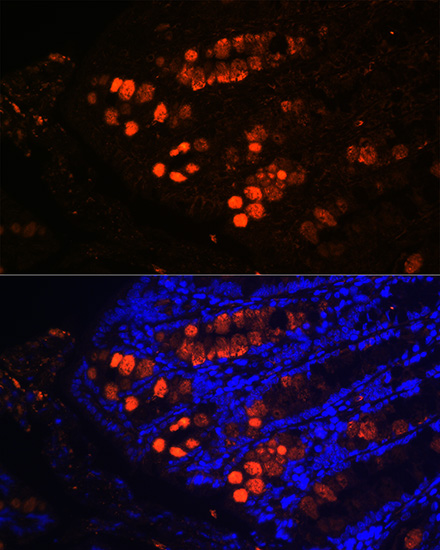 Immunofluorescence analysis of mouse colon using ITLN1 Polyclonal antibody at dilution of 1:100 (40x lens). Blue: DAPI for nuclear staining.