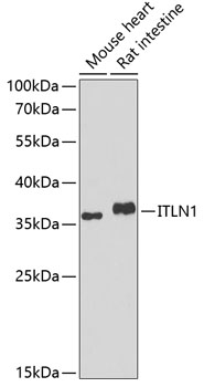 Western blot analysis of extracts of various cell lines using ITLN1 Polyclonal Antibody at 1:1000 dilution.