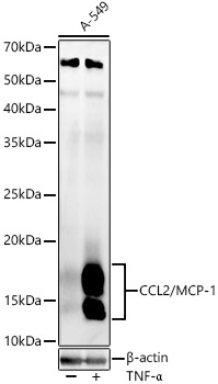 Western blot analysis of A-549 using CCL2/MCP-1 Polyclonal Antibody at 1:2000 dilution.A-549 cells were treated by TNF-α (20 ng/ml) at 37℃ for 30 minutes after serum-starvation overnight.