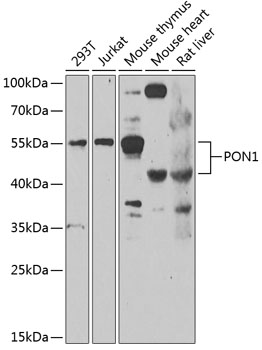 Western blot analysis of extracts of various cell lines using PON1 Polyclonal Antibody at 1:1000 dilution.