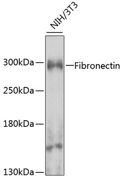 Western blot analysis of extracts of NIH/3T3 cells using Fibronectin Polyclonal Antibody at 1:1000 dilution.