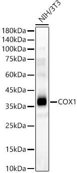 Western blot analysis of NIH/3T3 using COX1 Polyclonal Antibody at 1:400 dilution.