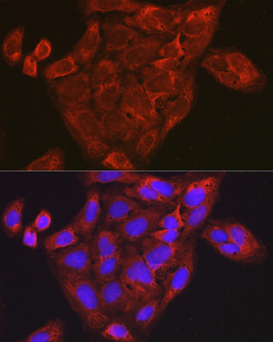 Immunofluorescence analysis of U-2 OS cells using CCL3 Polyclonal antibody at dilution of 1:100 (40x lens). Blue: DAPI for nuclear staining.