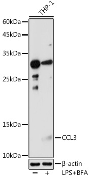 Western blot analysis of extracts of THP-1 cells using CCL3 Polyclonal Antibody at 1:1000 dilution.THP-1 cells were treated by LPS for 6 hours and Brefeldin A for 3 hours of stimulation.