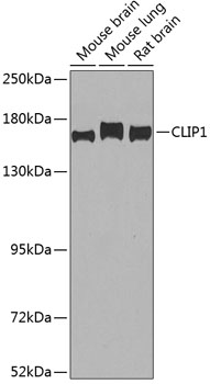 Western blot analysis of extracts of various cell lines using CLIP1 Polyclonal Antibody at 1:1000 dilution.