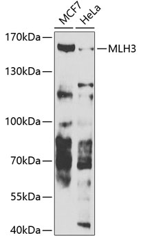 Western blot analysis of extracts of various cell lines using MLH3 Polyclonal Antibody at 1:1000 dilution.