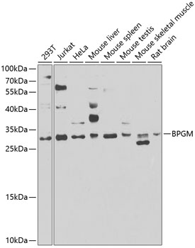 Western blot analysis of extracts of various cell lines using BPGM Polyclonal Antibody at 1:1000 dilution.