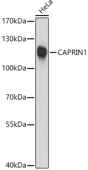 Western blot analysis of extracts of HeLa cells using CAPRIN1 Polyclonal Antibody at 1:3000 dilution.