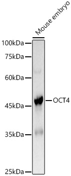 Western blot analysis of Mouse embryo using OCT4 Polyclonal Antibody at 1:1000 dilution.