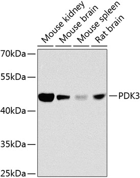 Western blot analysis of extracts of various cell lines using PDK3 Polyclonal Antibody at 1:1000 dilution.