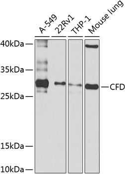 Western blot analysis of extracts of various cell lines using CFD Polyclonal Antibody at 1:1000 dilution.