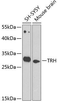 Western blot analysis of extracts of various cell lines using TRH Polyclonal Antibody at 1:1000 dilution.