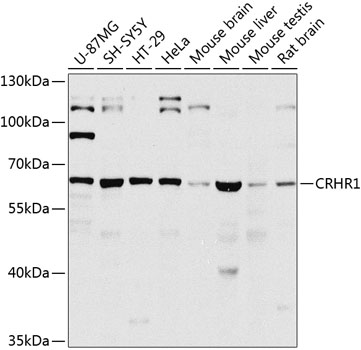 Western blot analysis of extracts of various cell lines using CRHR1 Polyclonal Antibody at 1:1000 dilution.