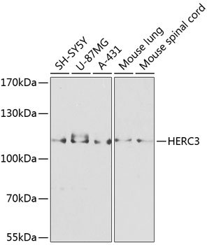 Western blot analysis of extracts of various cell lines using HERC3 Polyclonal Antibody at 1:1000 dilution.