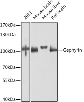 Western blot analysis of extracts of various cell lines using Gephyrin Polyclonal Antibody at 1:1000 dilution.