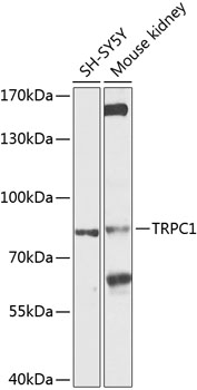 Western blot analysis of extracts of various cell lines using TRPC1 Polyclonal Antibody at 1:1000 dilution.