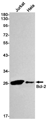 Western blot detection of Bcl-2 in Jurkat,Hela cell lysates using Bcl-2 Rabbit mAb(1:1000 diluted).Predicted band size:26kDa.Observed band size:26kDa.