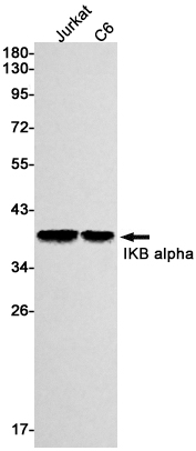 Western blot detection of IKB alpha in Jurkat,C6 cell lysates using IKB alpha Rabbit mAb(1:1000 diluted).Predicted band size:36kDa.Observed band size:39kDa.