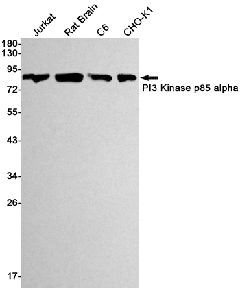 Western blot detection of PI3 Kinase p85 alpha in Jurkat,C6,CHO-K1 cell lysates using PI3 Kinase p85 alpha Rabbit mAb(1:1000 diluted).Predicted band size:84kDa.Observed band size:84kDa.