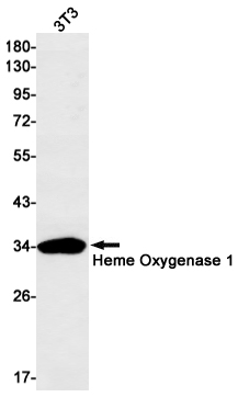Western blot detection of Heme Oxygenase 1 in 3T3 cell lysates using Heme Oxygenase 1 Rabbit mAb(1:1000 diluted).Predicted band size:33kDa.Observed band size:33kDa.