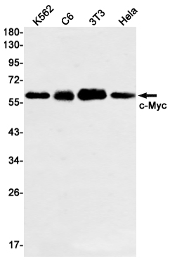 Western blot detection of c-Myc in K562,C6,3T3,Hela cell lysates using c-Myc Rabbit mAb(1:1000 diluted).Predicted band size:49kDa.Observed band size: 57-65kDa.