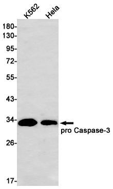 Western blot detection of Pro Caspase-3 in K562,Hela cell lysates using Caspase-3 Rabbit mAb(1:1000 diluted).Predicted band size:32kDa.Observed band size:32kDa.