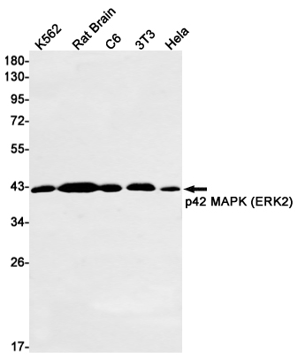 Western blot detection of ERK2 in K562,Rat Brain,C6,3T3,Hela cell lysates using ERK2 Rabbit mAb(1:1000 diluted).Predicted band size:41kDa.Observed band size:41kDa.