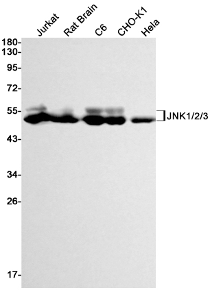 Western blot detection of JNK1/2/3 in Jurkat,Rat Brain,C6,CHO-K1,Hela cell lysates using JNK1/2/3 Rabbit mAb(1:1000 diluted).Predicted band size:48,53 kDa.Observed band size:46,54kDa.