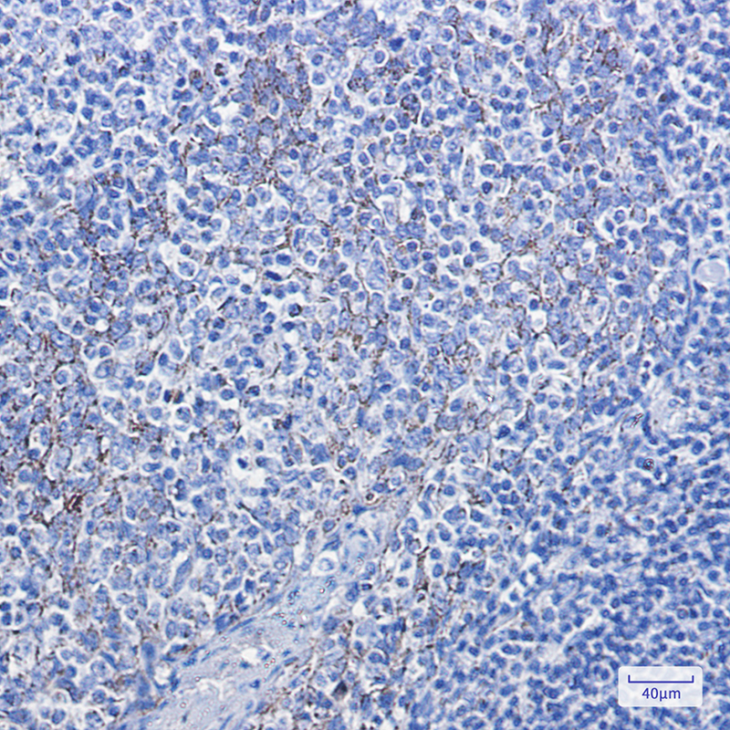 Immunohistochemistry of Cytochrome C in paraffin-embedded Human tonsil using Cytochrome C Rabbit mAb at dilution 1:100